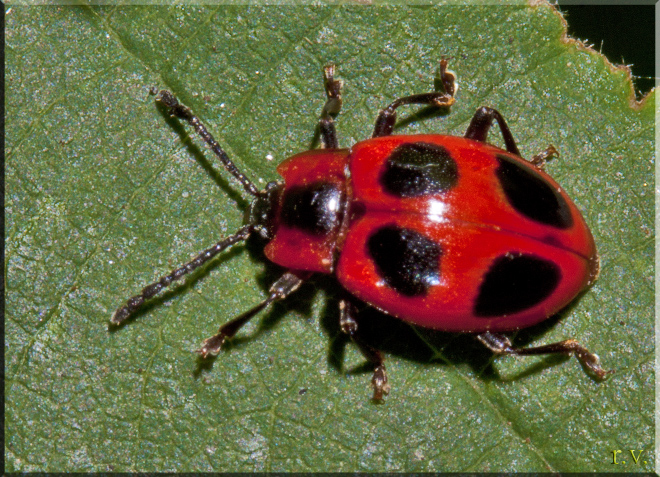 Maggiolino degli orti Endomychus coccineus  Endomychidae 