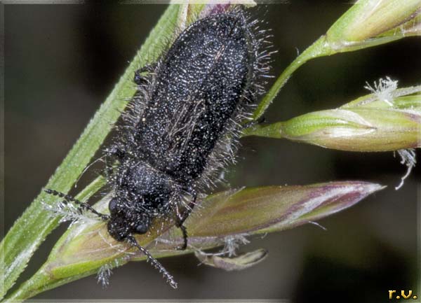  Enicopus hirtus  Dasytidae 