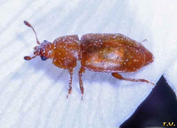  Epuraea aestiva  Nitidulidae 