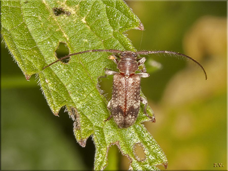  Exocentrus adspersus  Cerambycidae 