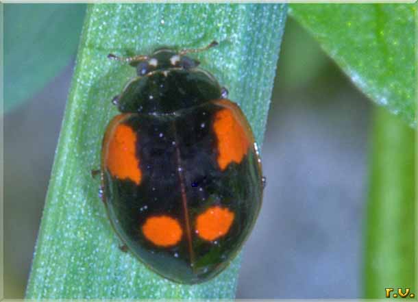  Exochomus quadripustulatus  Coccinellidae 