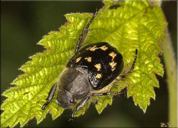  Exomala succincta  Rutelidae 