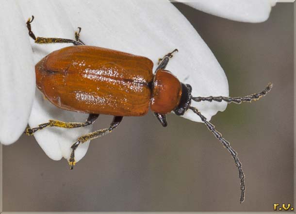  Exosoma lusitanicum  Chrysomelidae 