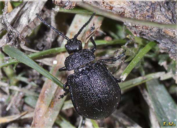  Galeruca tanaceti  Chrysomelidae 