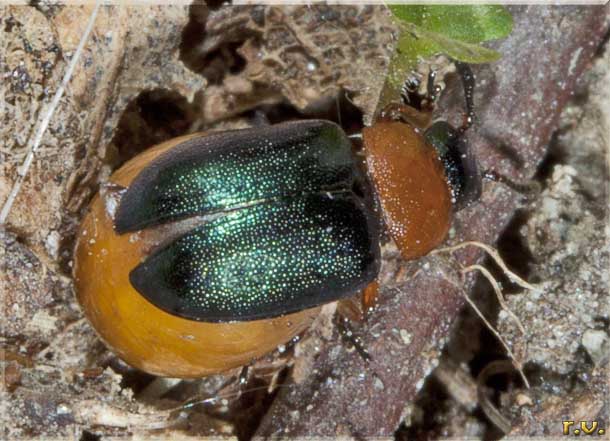  Gastrophysa polygoni  Chrysomelidae 