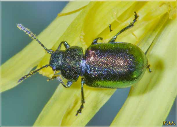  Gastrophysa viridula  Chrysomelidae 