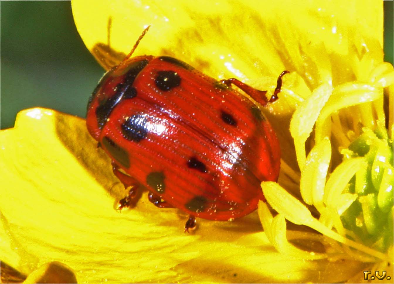  Gonioctena decemnotata  Chrysomelidae 