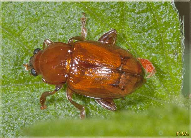  Gonioctena pallida  Chrysomelidae 