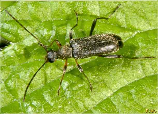  Grammoptera ruficornis  Cerambycidae 