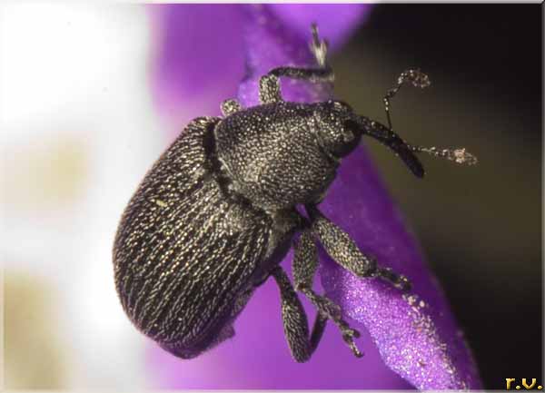  Gymnetron linariae  Curculionidae 