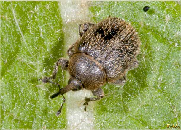  Gymnetron simum  Curculionidae 