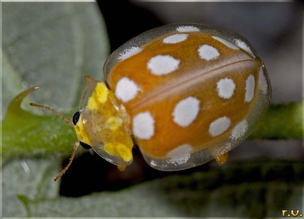  Halyzia sedecimguttata  Coccinellidae 