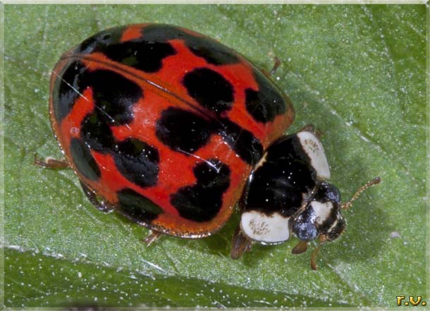  Harmonia axyridis  Coccinellidae 