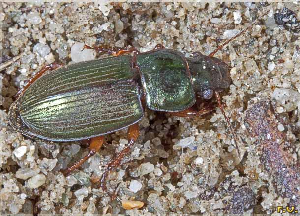  Harpalus affinis  Carabidae 