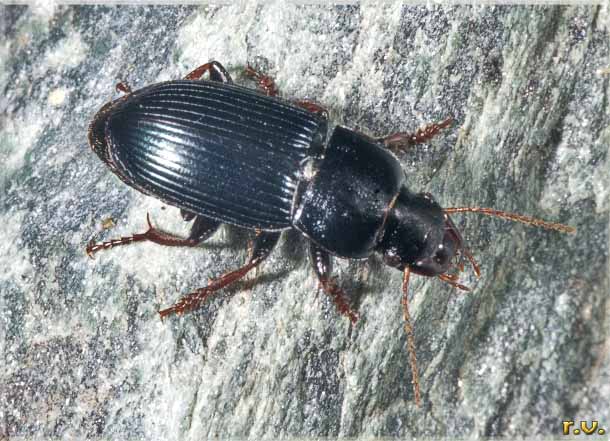  Harpalus rubripes  Carabidae 