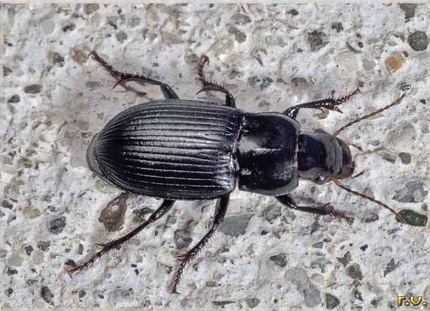  Harpalus signaticornis  Carabidae 