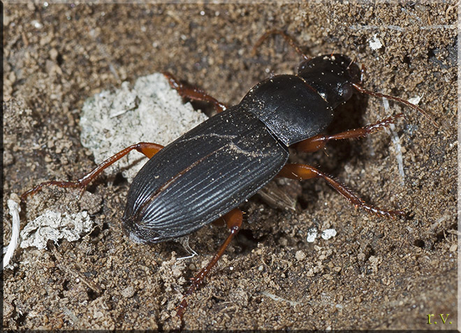  Harpalus smaragdinus  Carabidae 