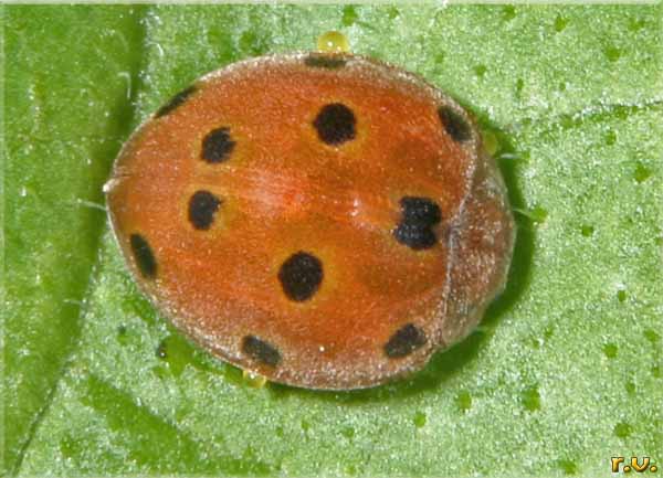  Henosepilachna argus  Coccinellidae 