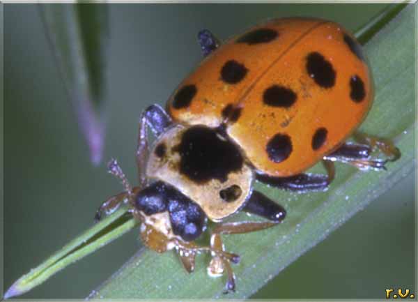  Hippodamia tredecimpunctata  Coccinellidae 