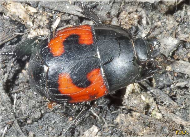  Hister quadrimaculatus  Histeridae 