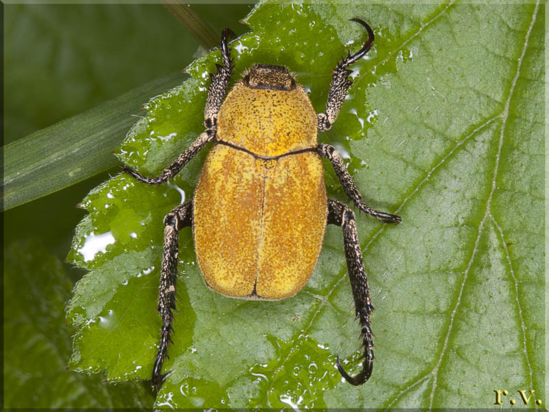  Hoplia argentea  Rutelidae 