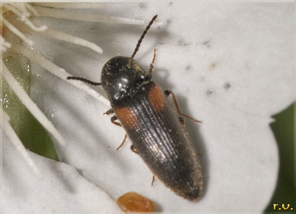  Idolus picipennis  Elateridae 