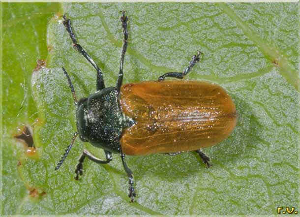  Labidostomis humeralis  Chrysomelidae 