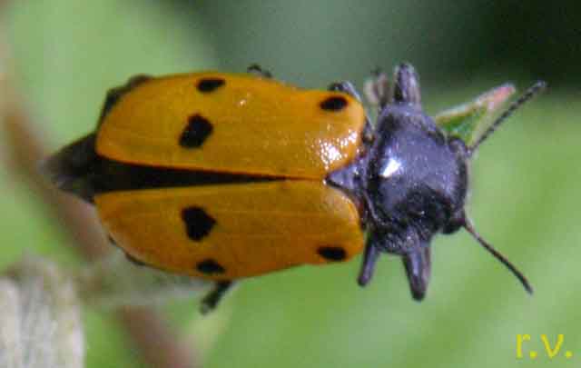  Lachnaea sexpunctata  Chrysomelidae 