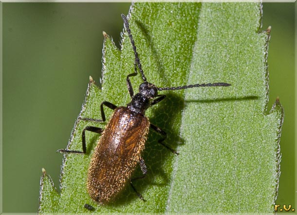  Lagria hirta  Lagriidae 