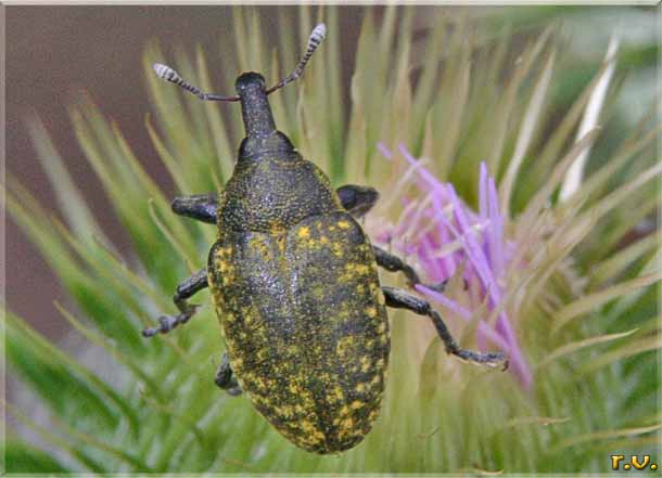  Larinus sturnus  Curculionidae 