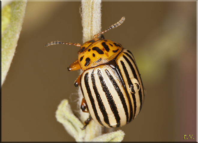 Dorifora della patata Leptinotarsa decemlineata  Chrysomelidae 