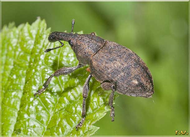  Lepyrus armatus  Curculionidae 