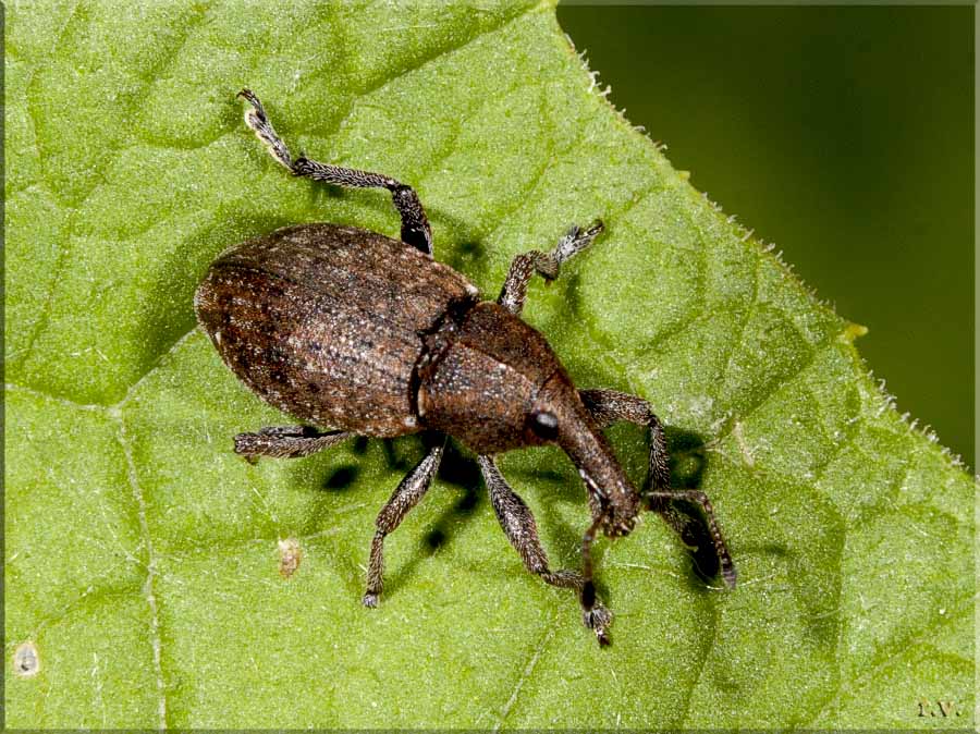  Lepyrus capucinus  Curculionidae 