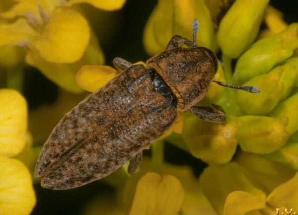  Lixus ochraceus  Curculionidae 