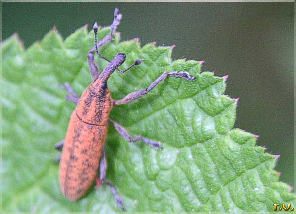  Lixus paraplecticus  Curculionidae 