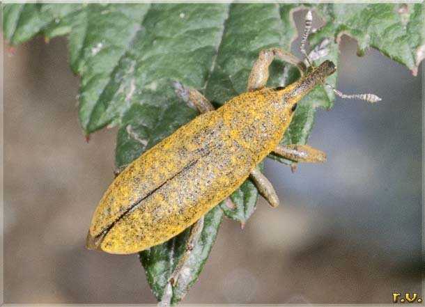  Lixus pulverulentus  Curculionidae 