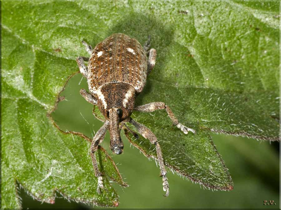  Lixus subtilis  Curculionidae 