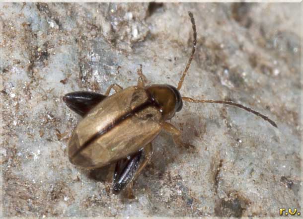  Longitarsus membranaceus  Chrysomelidae 