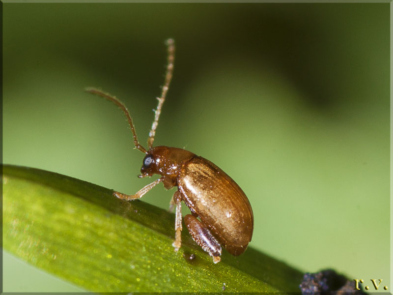  Longitarsus noricus  Chrysomelidae 