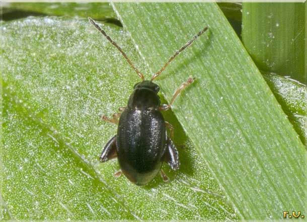  Longitarsus pinguis  Chrysomelidae 