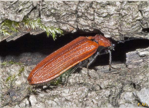  Lopheros rubens  Lycidae 