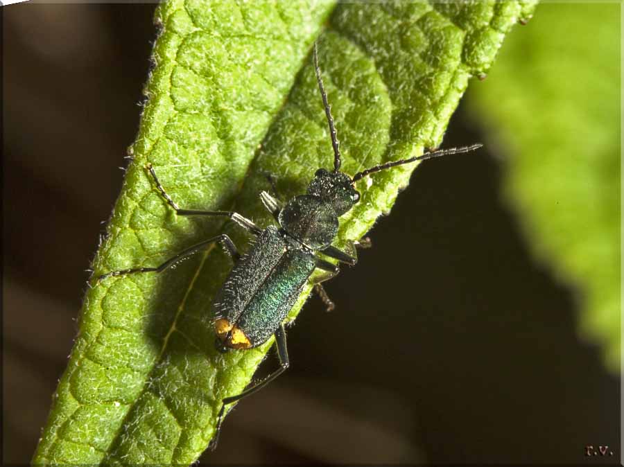  Malachius bipustulatus  Malachiidae 