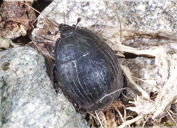  Margarinotus carbonarius  Histeridae 