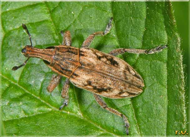  Mecaspis alternans  Curculionidae 
