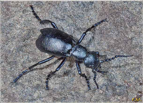  Meloe proscarabaeus  Meloidae 
