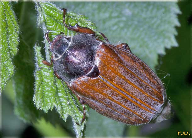 Maggiolino Melolontha melolontha  Scarabaeidae 