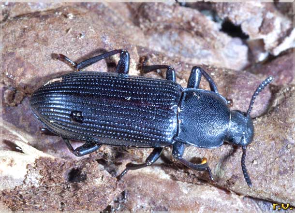  Menephilus cylindricus  Tenebrionidae 