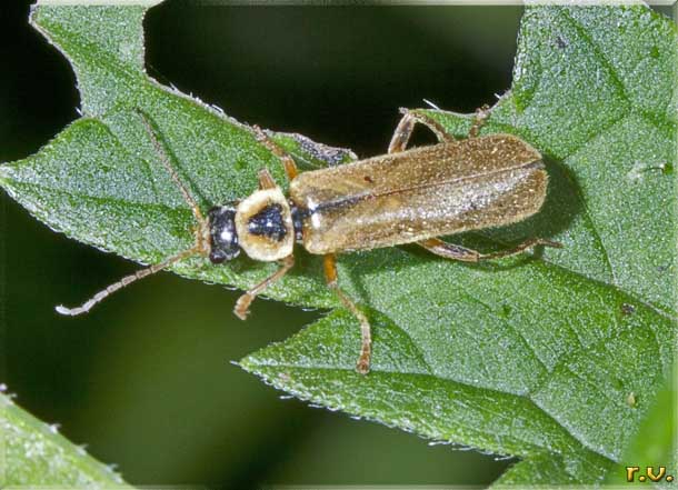  Metacantharis clypeata  Cantharidae 