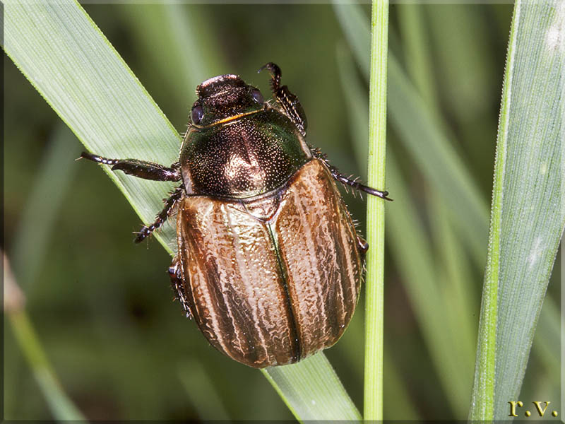  Mimela junii  Rutelidae 