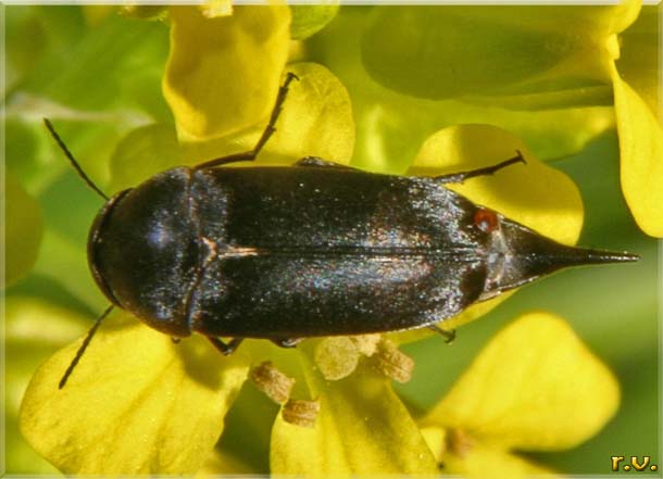  Mordella aculeata  Mordellidae 